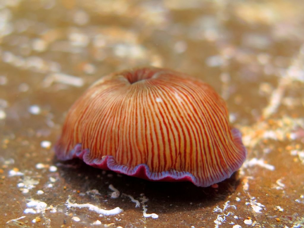 Actinia striata (Quoy & Gaimard, 1833)